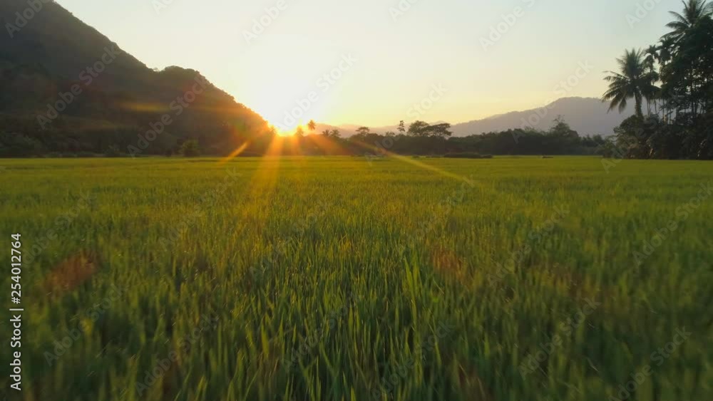 Aerial - Moving forward low angle shot over rice paddy plants in Malaysia at sunrise