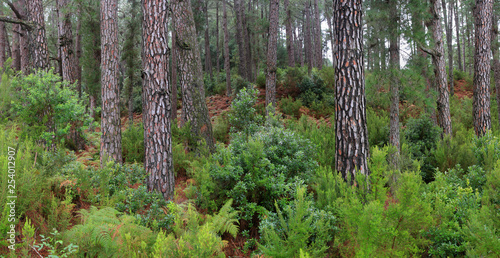 Kiefernwald Insel La Palma, Kanaren, Spanien, Europa photo