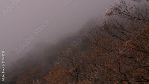 medium shoot of autumn leaves and trees on a mountainside photo