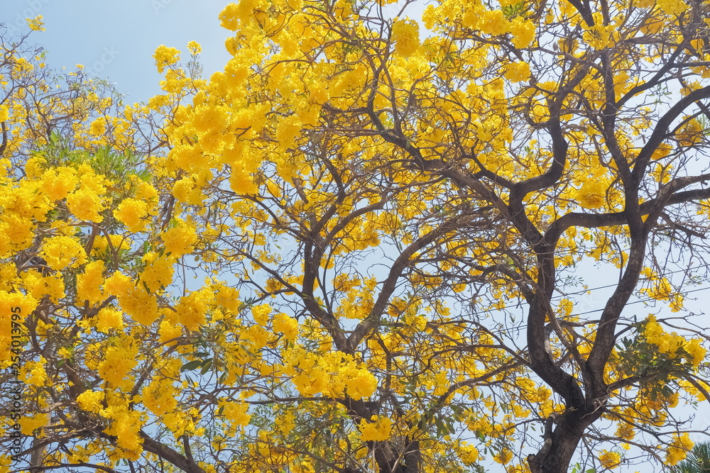 Beautiful Tabebuia chrysantha (Golden Tree, Golden Trumpet Tree, Yellow Pui) blossom blooming on tree with blue sky background.