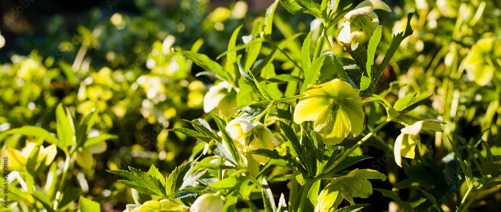 Hellebores green winter flowers in the sunny spring garden. Hellebores green winter flowers in the sunny spring garden.
