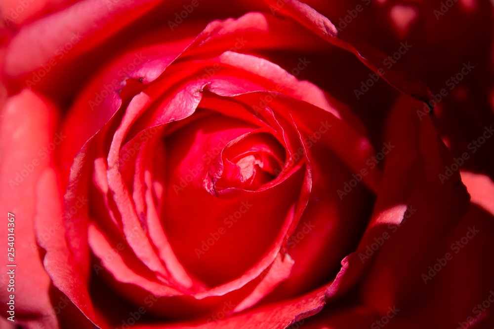 rosas y flores de los andes Huancavelica Perú rosas y flores de los andes Huancavelica Perú