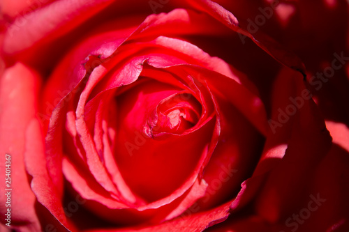 rosas y flores de los andes Huancavelica Per  