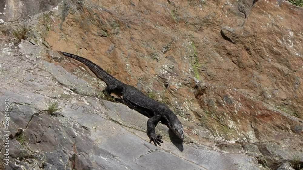 Asian Water Monitor slithering across the rocks on the Bohorok river in Bukit Lawang in North Sumatra Asian Water Monitor slithering across the rocks on the Bohorok river in Bukit Lawang in North Sumatra