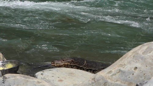 Asian Water Monitor coming out of the Bohorok river to investigate a bowl of food in Bukit Lawang, North Sumatra photo