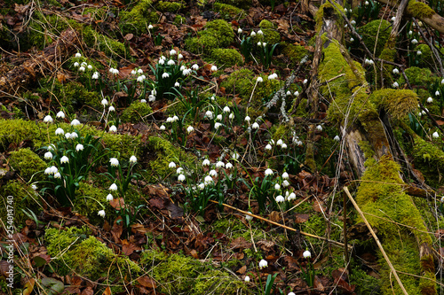 Maerzenbecher, Leucojum vernum; spring snowflake, photo