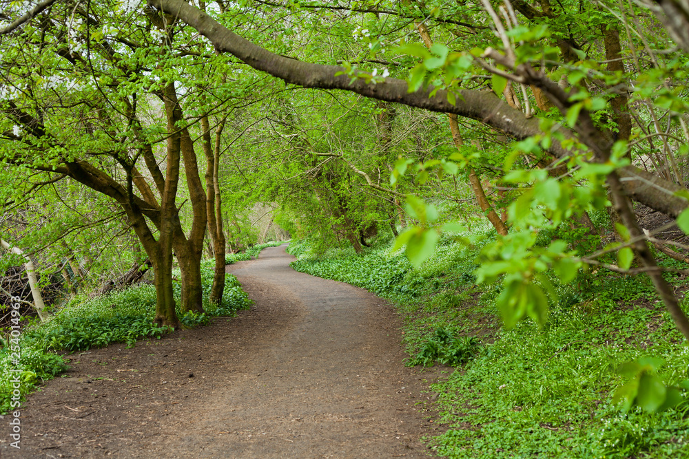 Wild garlic and wild leek foraging in Scotland -  green spring forest meadows.