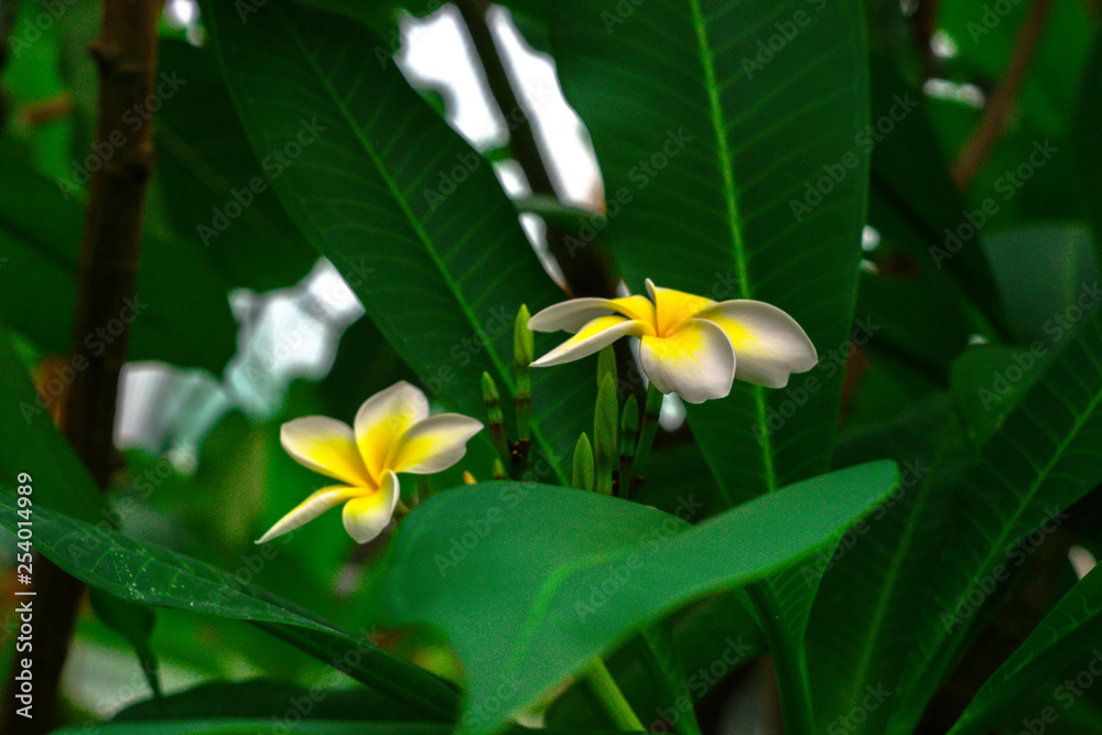 Fototapeta premium Flower 2
