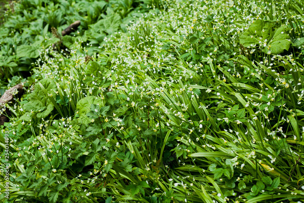 Allium tricoccum and allium paradoxum edible plants, known as ramp, ramps, spring onion