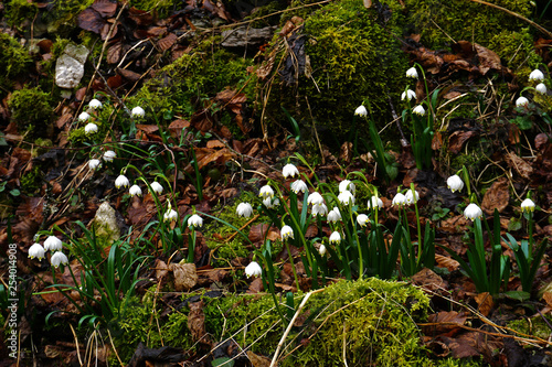 Maerzenbecher, Leucojum vernum; spring snowflake, photo
