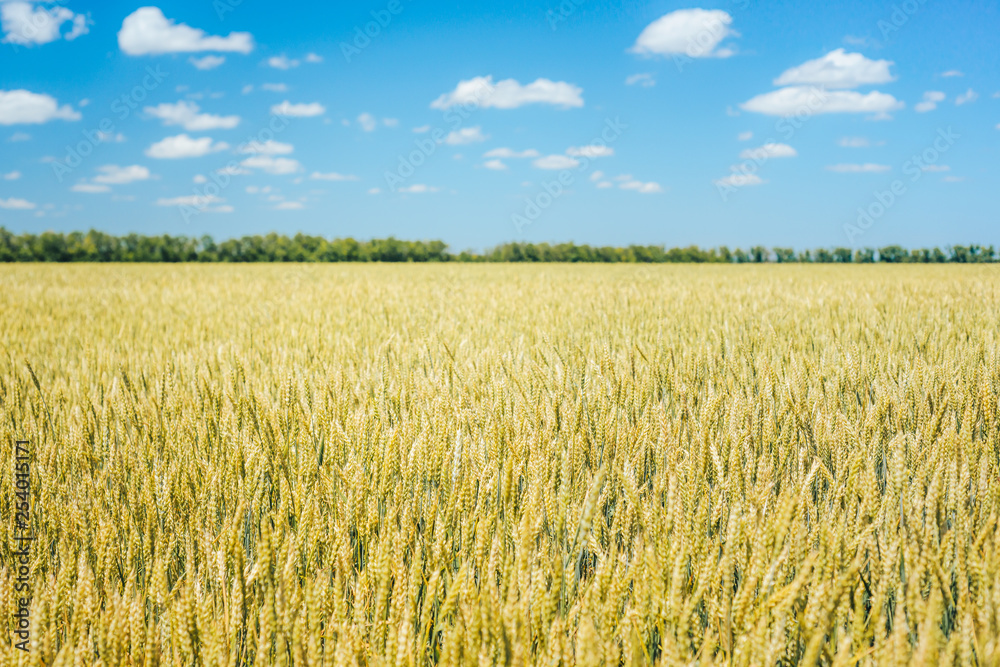 Harvest on wheat fields, barley fields, under warm sunlight and blue sky.