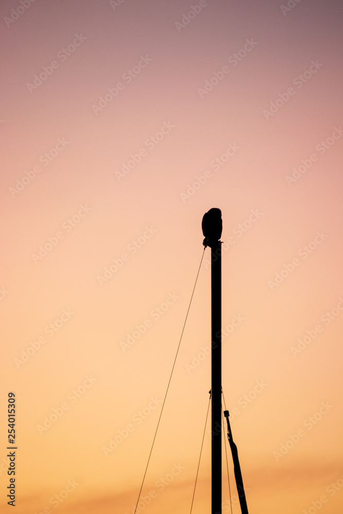 Silhouette of hawk sitting on sailboat mast in MIssion Bay during colorful sunset Silhouette of hawk sitting on sailboat mast in MIssion Bay during colorful sunset