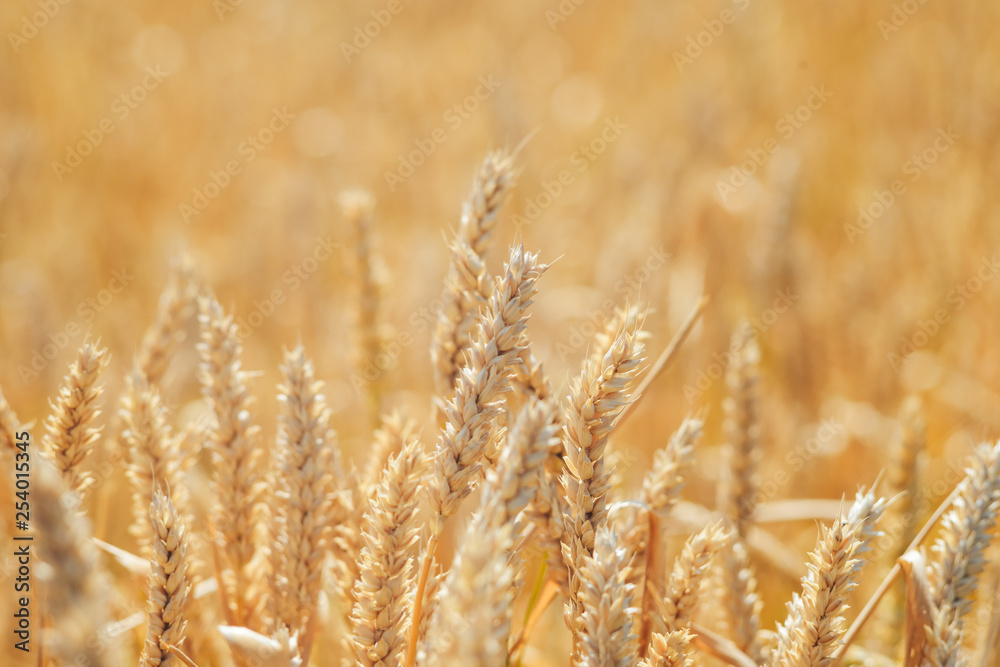 Close - up of wheat fields, barley fields. Close - up of wheat fields, barley fields.