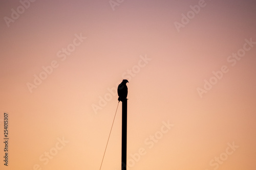 Silhouette of hawk sitting on top of mast of sailboat during sunset