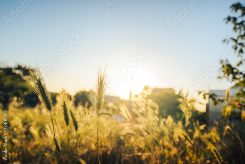 Spikelets of grass on the overgrown field, under the sun. Selective focus.