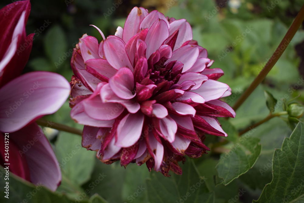 Fototapeta premium A beautiful flower of wine-pink color