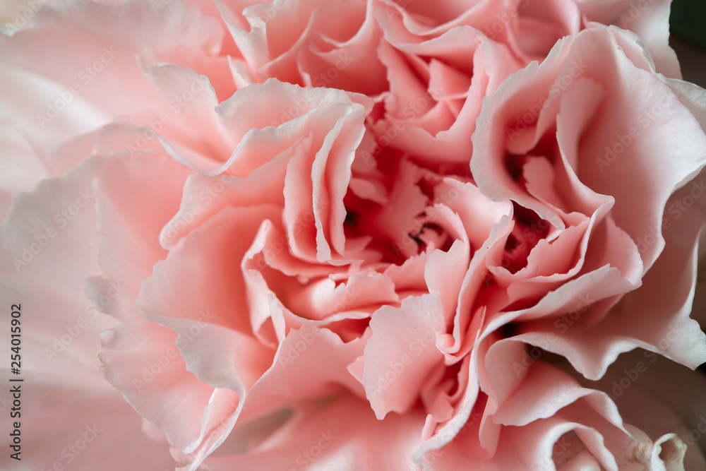 Pretty carnation flower background