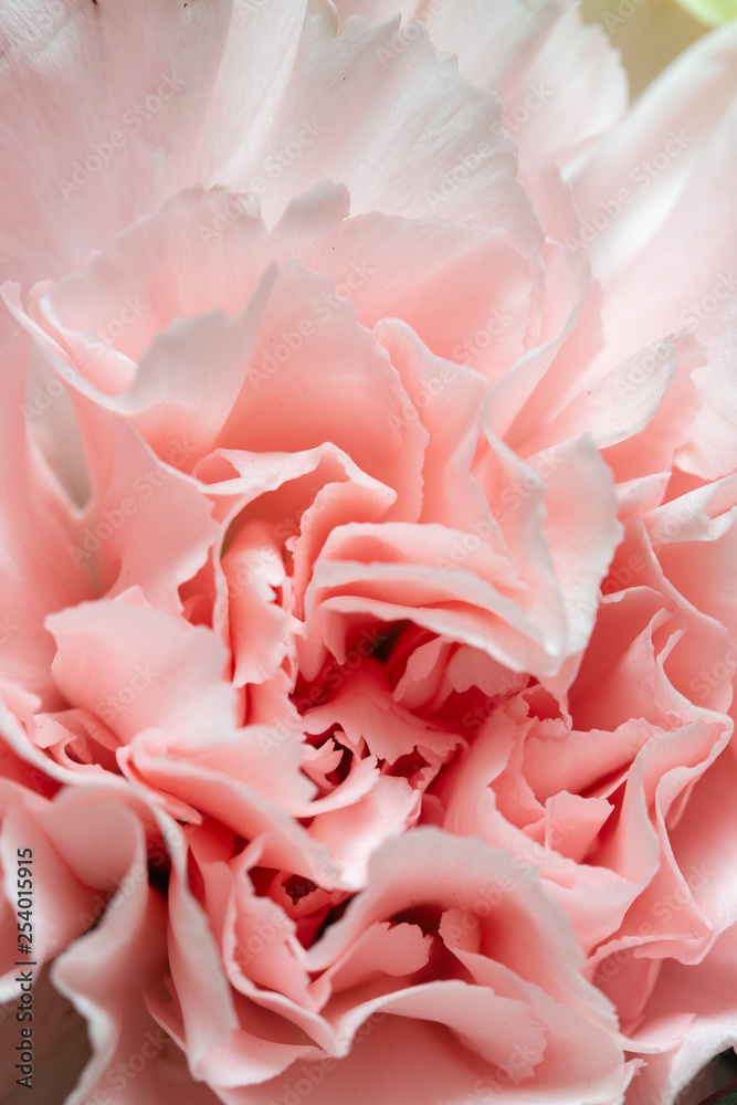 Pretty carnation flower background