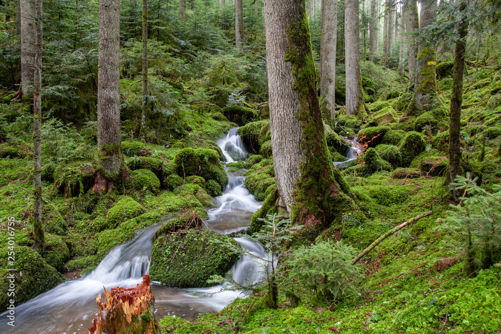 Obraz premium Bachlauf im Wald