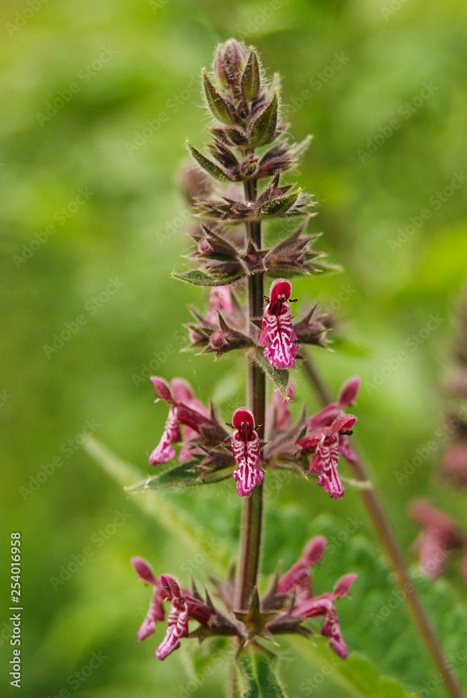 infiorescenza di Erba strega (Stachys silvatica) ,primo piano infiorescenza di Erba strega (Stachys silvatica) ,primo piano
