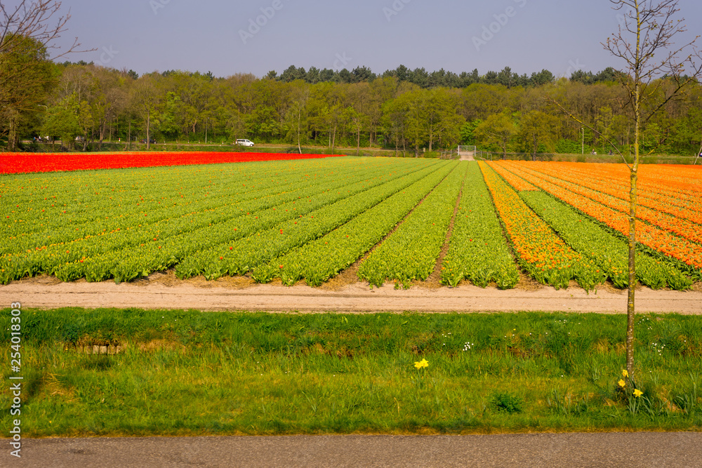 Netherlands,Lisse, SCENIC VIEW OF AGRICULTURAL FIELD AGAINST SKY