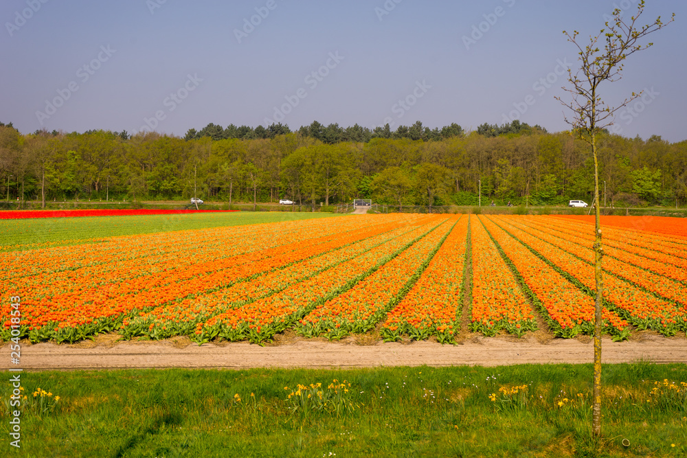 Netherlands,Lisse, a yellow and orange flowers in a field