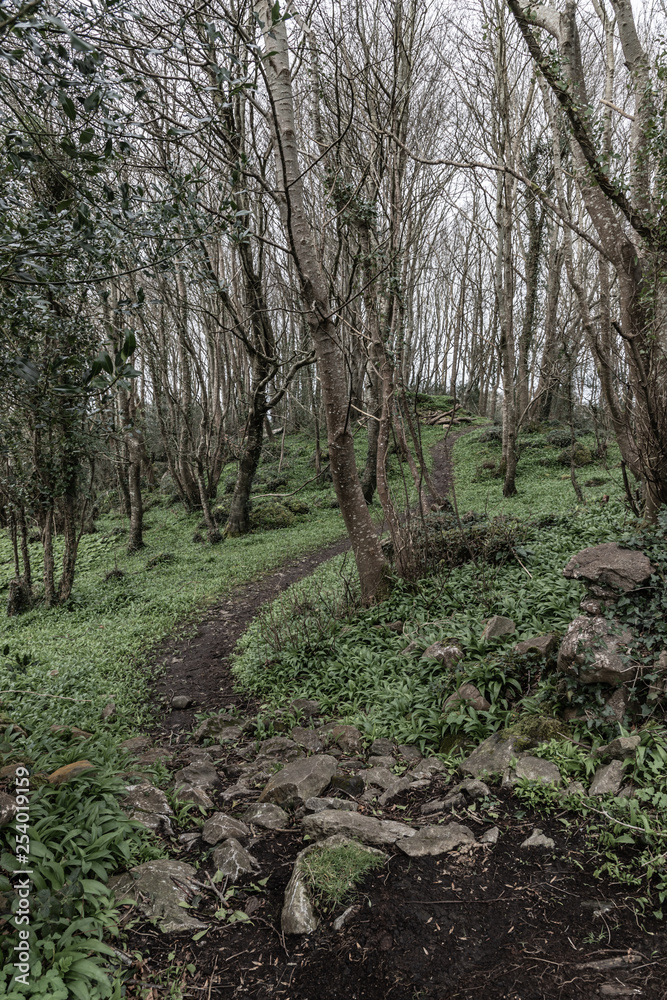 Fototapeta premium Forest trail in winter