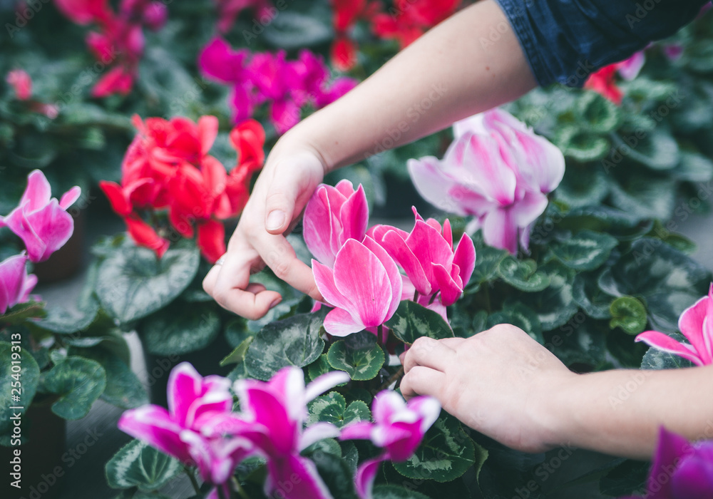 Female hands on beautiful flowers in pots. Female hands on beautiful flowers in pots.