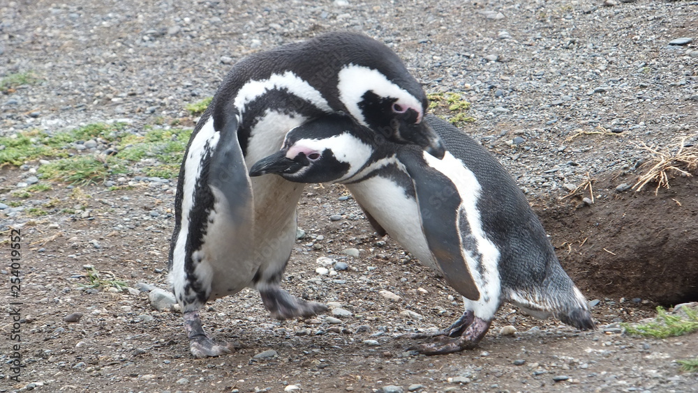 pinguini di magellano isola magdalena patagonia sud ameririca cile Terra del Fuoco