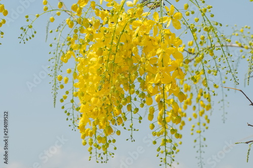 Beautiful Cassia fistula (Golden shower tree) blossom blooming on tree with blue sky background, known as golden rain tree, canafistula and ratchapruek in Thailand. photo