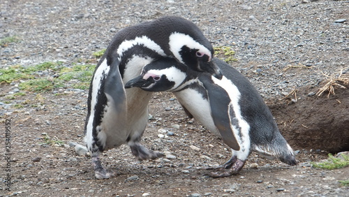 pinguini di magellano isola magdalena patagonia sud ameririca cile Terra del Fuoco