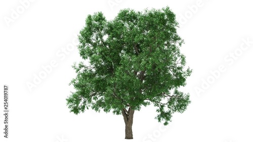 3D realistic tree isolated on white with alpha channel to be used for architecture visualization or motion graphics.