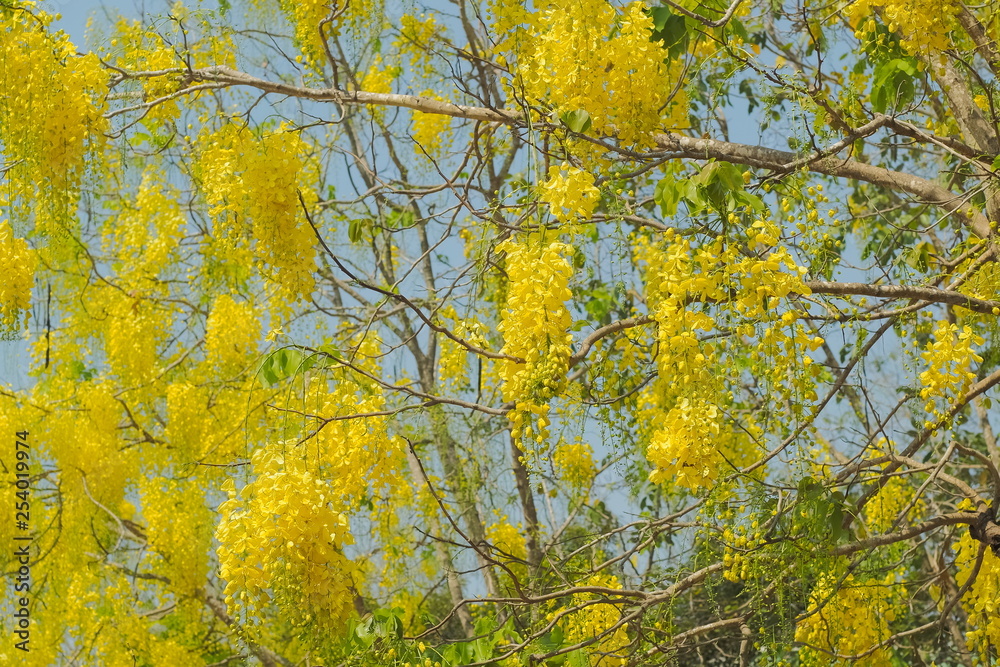 Beautiful Cassia fistula or Golden shower tree blossom blooming on tree with nature blurred background, known as golden rain tree, canafistula and ratchapruek in Thailand. Beautiful Cassia fistula or Golden shower tree blossom blooming on tree with nature blurred background, known as golden rain tree, canafistula and ratchapruek in Thailand.