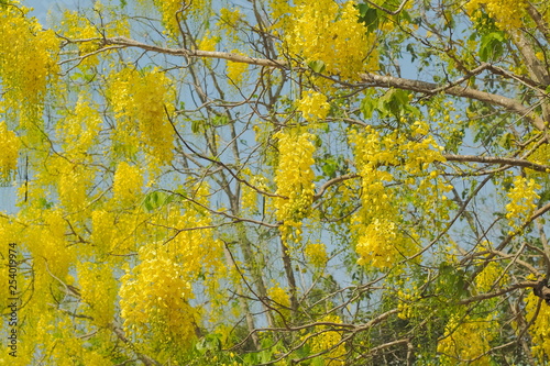Beautiful Cassia fistula or Golden shower tree blossom blooming on tree with nature blurred background, known as golden rain tree, canafistula and ratchapruek in Thailand.