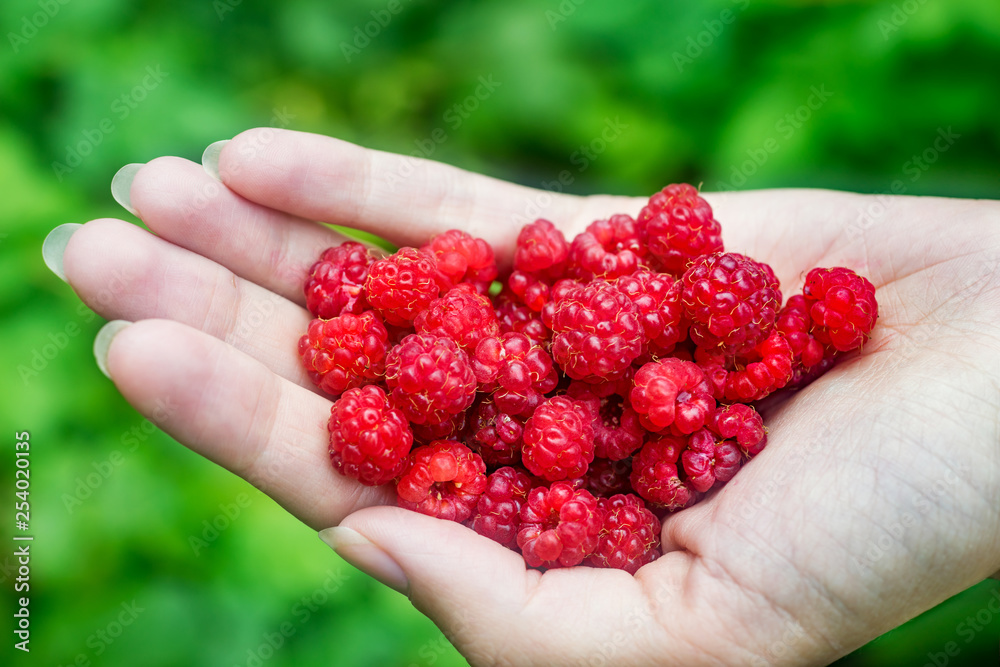 Handful of ripe raspberry filled in female hand on background of green leaves Handful of ripe raspberry filled in female hand on background of green leaves