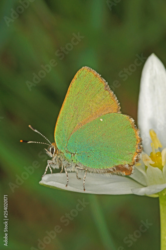 Callophrys rubi  LINNAEUS  1758  Gr  ner Zipfelfalter 20.05.2017 DE  RLP  Mosel  Piesport