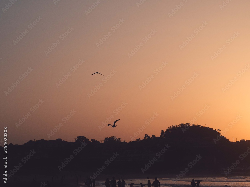 sunset birds