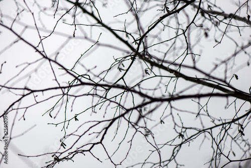 tree branches in bushes in winter cold weather