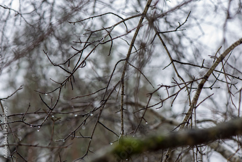tree branches in bushes in winter cold weather