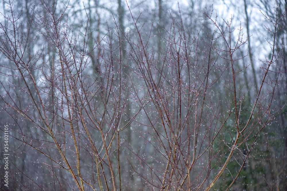 tree branches in bushes in winter cold weather tree branches in bushes in winter cold weather