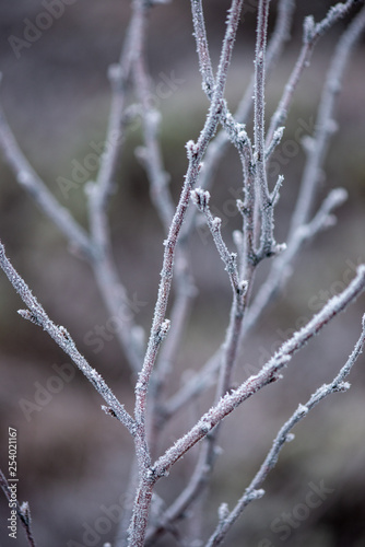 tree branches in bushes in winter cold weather © Martins Vanags