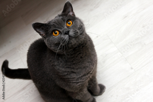 A british cat is smiling on you :) Looking up and looking very happy and satisfied