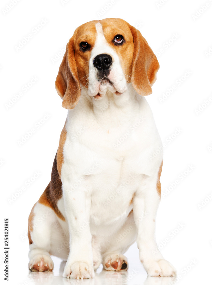 Beagle Dog  Isolated  on white Background in studio