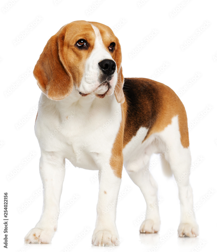 Beagle Dog  Isolated  on white Background in studio