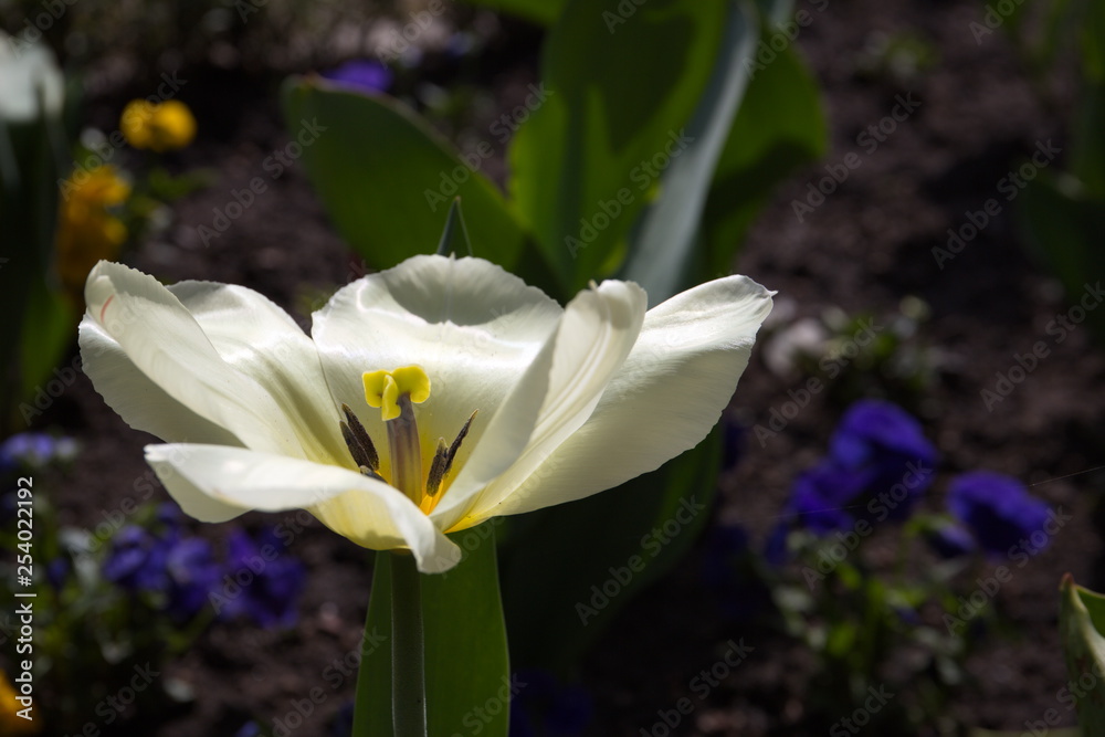 weit aufblühende Tulpe