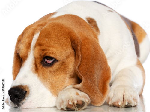 Beagle Dog Isolated on white Background in studio