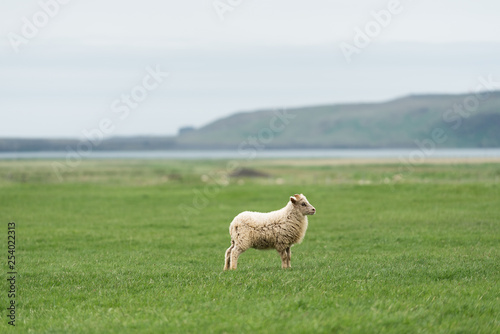Icelandic sheep in a pasture