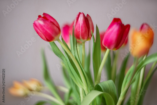 Bouquet of colorful tulips in the glass vase