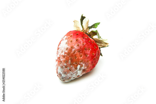 One mouldy strawberry. Rotten and uneatable. Isolated on white background. 