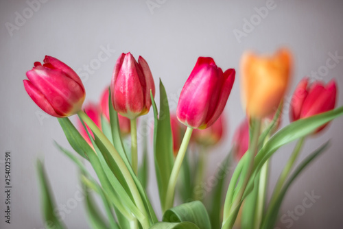 Fototapeta Naklejka Na Ścianę i Meble -  Bouquet of colorful tulips